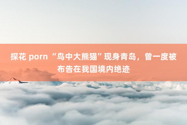 探花 porn “鸟中大熊猫”现身青岛，曾一度被布告在我国境内绝迹